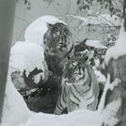 zwei sibirische Tiger