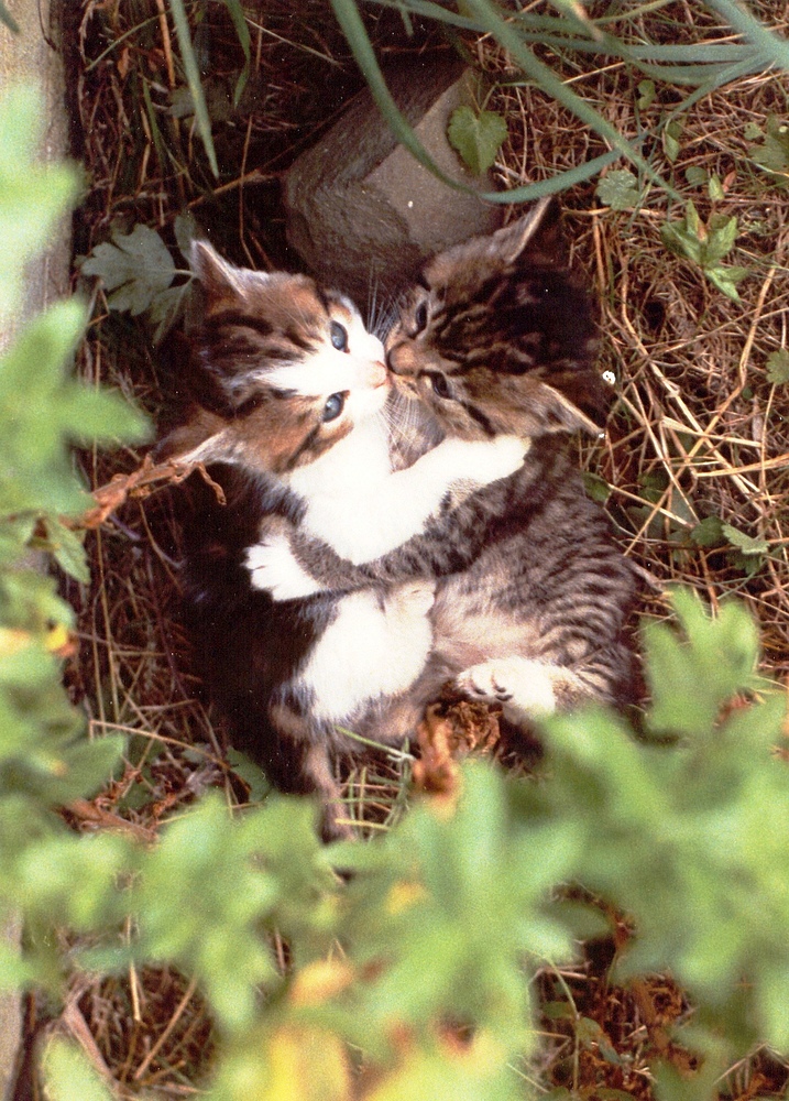 Zwei sich küssende junge verwilderte Katzen