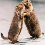 Zwei sich küssende Murmeltiere