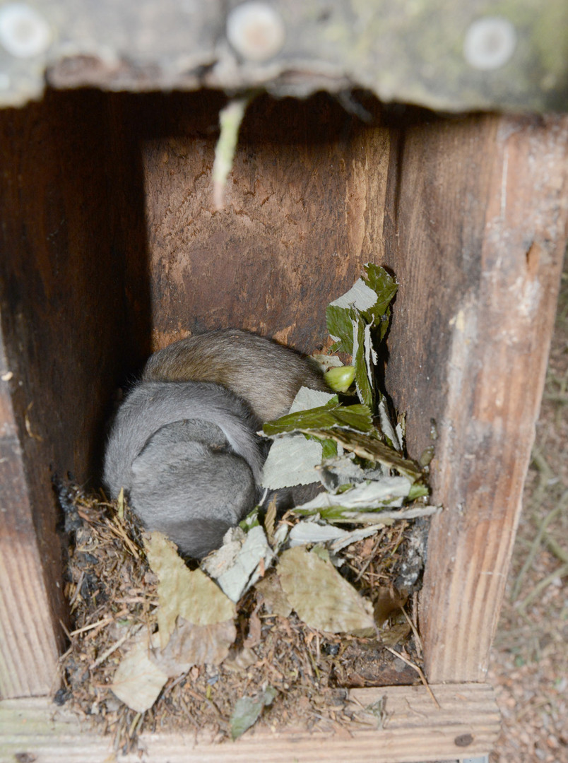 Zwei Siebenschläfer verstecken sich. 