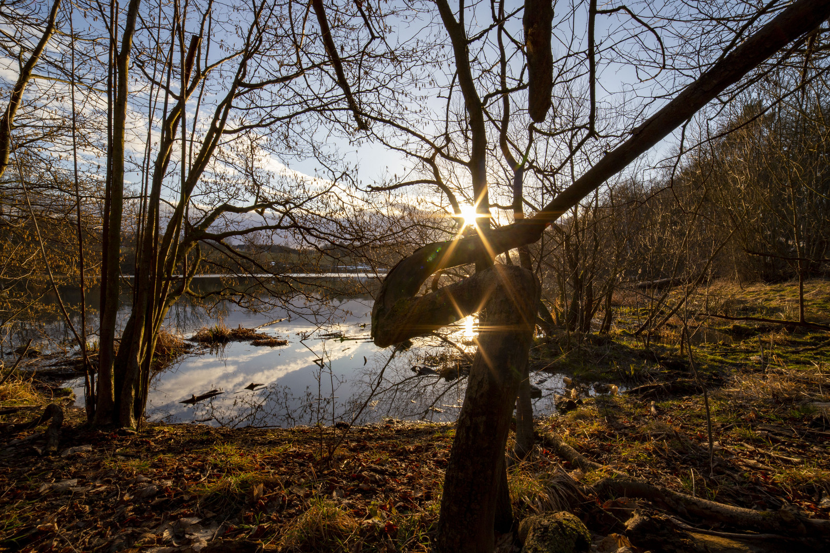 Zwei Sonnen und ein krummer Baum