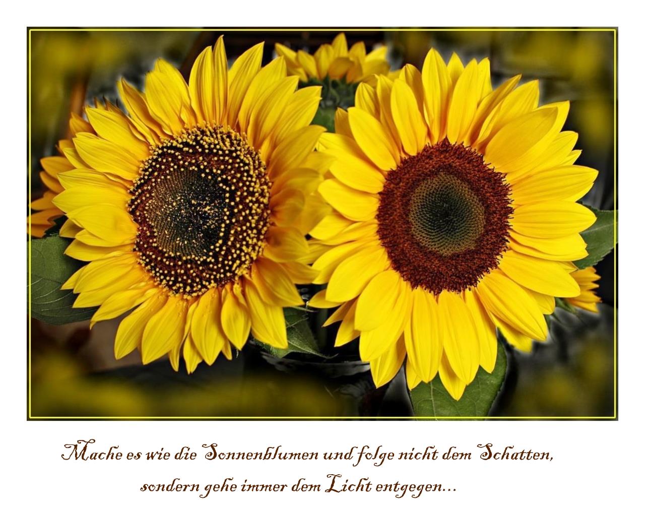 Sonnenblume Spruch