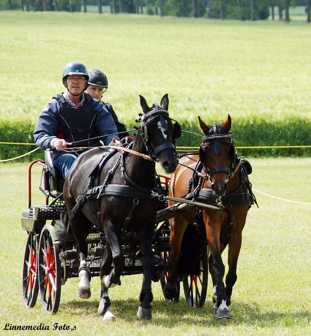 Zwei Spänner  Ponys