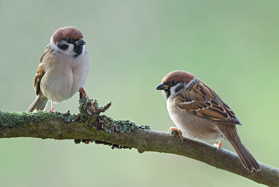 Zwei Spatzen Foto & Bild tiere, wildlife, wild lebende vögel Bilder