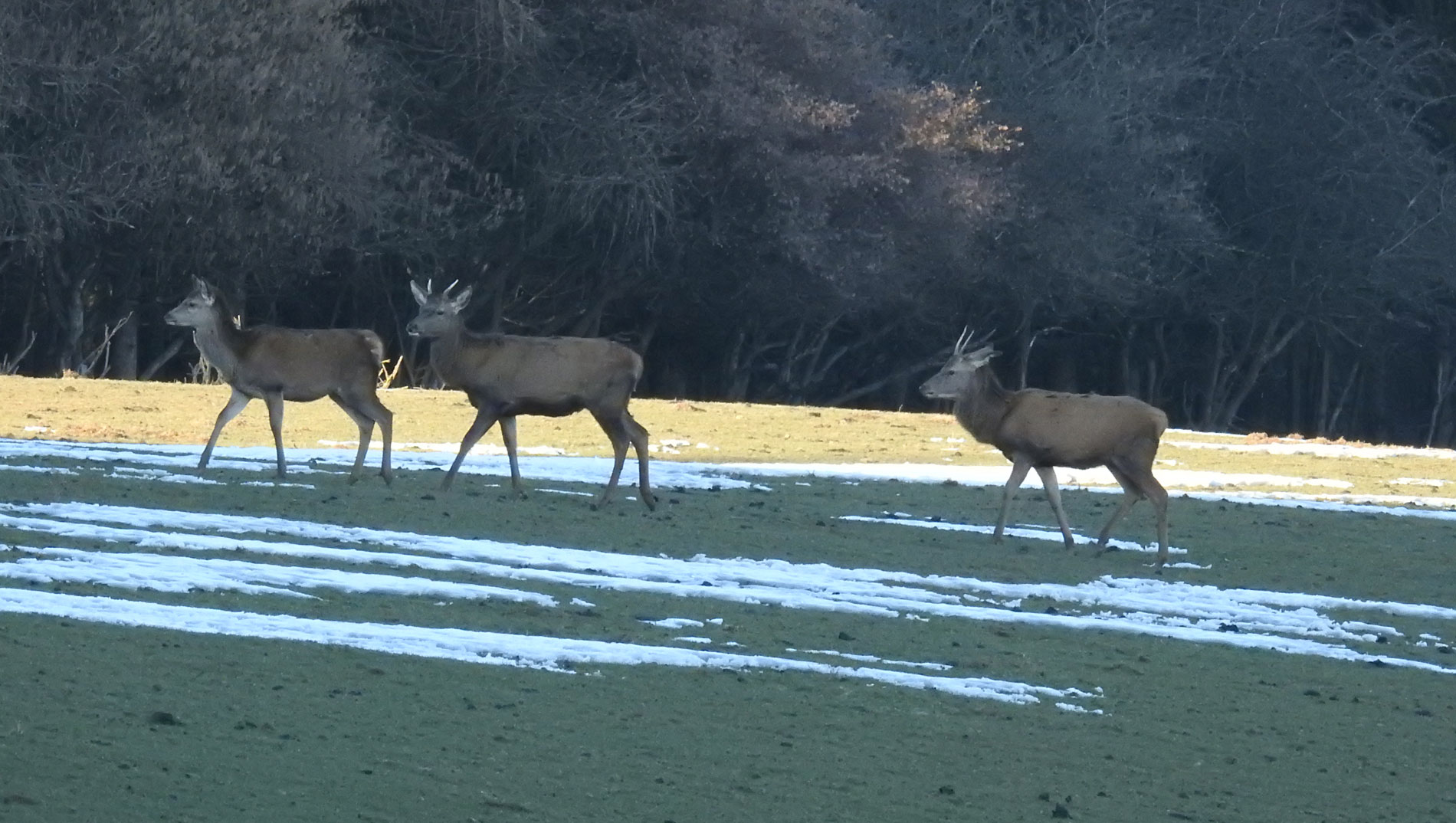 Zwei Spießer und ein Rotwildkalb  streben zum Wald