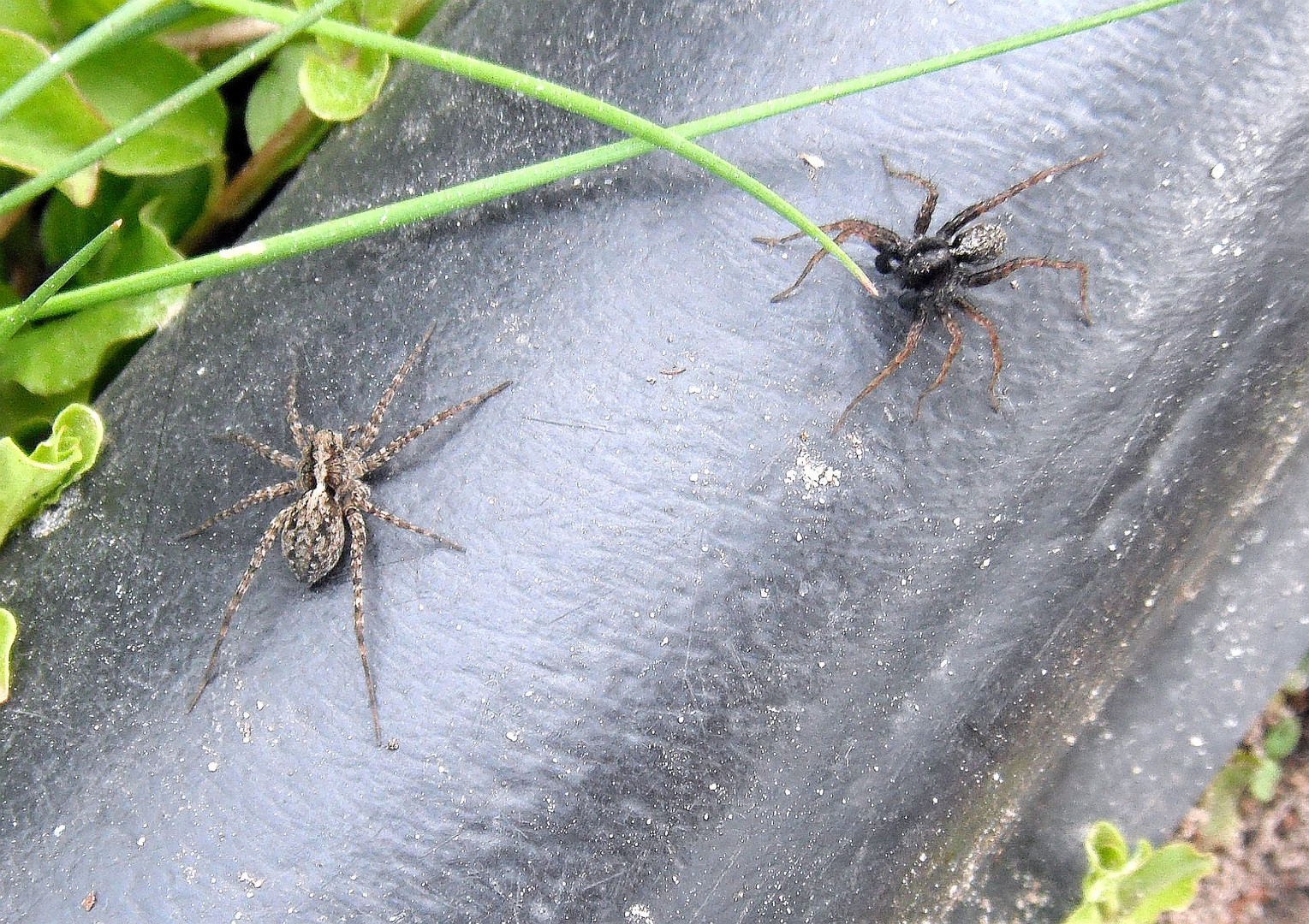 zwei Spinnen