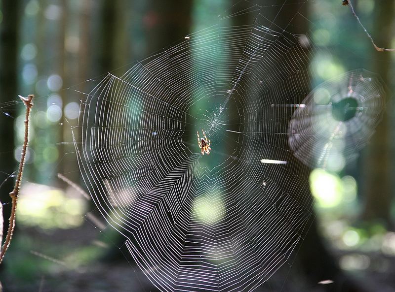 zwei Spinnennetze im Gegenlicht...