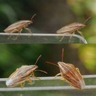 Zwei Spitzlinge (Aelia acuminata) - Bleiben, Gehen oder Fliegen? 