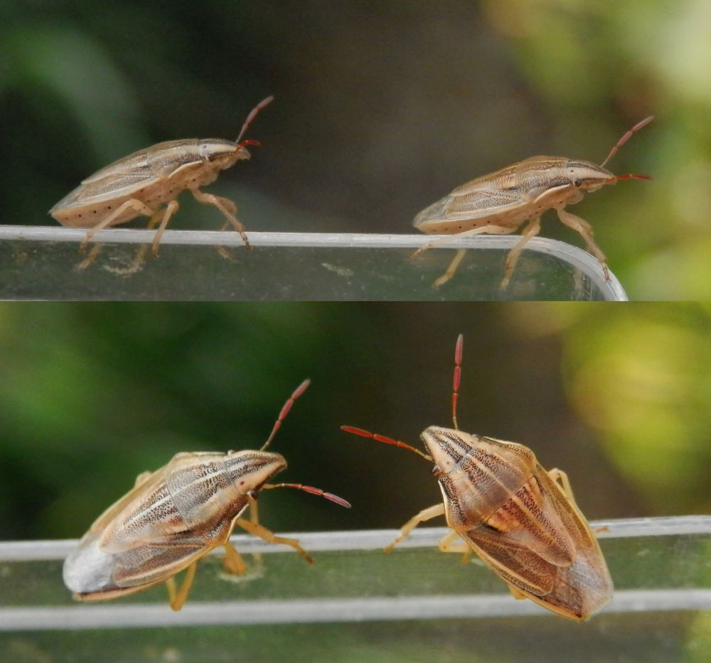 Zwei Spitzlinge (Aelia acuminata) - Bleiben, Gehen oder Fliegen? 