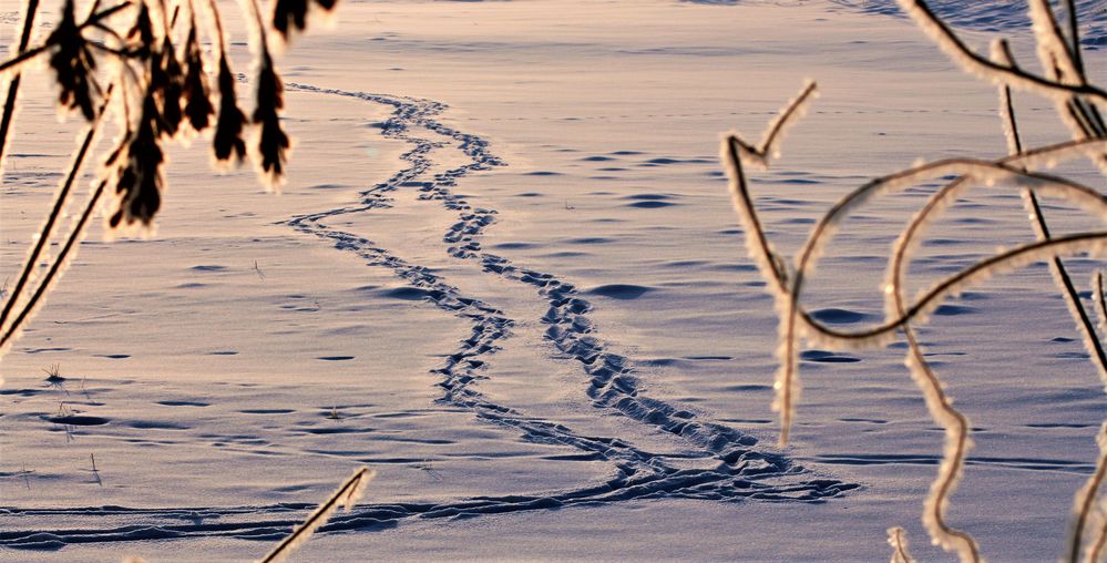 Zwei Spuren Im Schnee Zwei Spuren Im Schnee