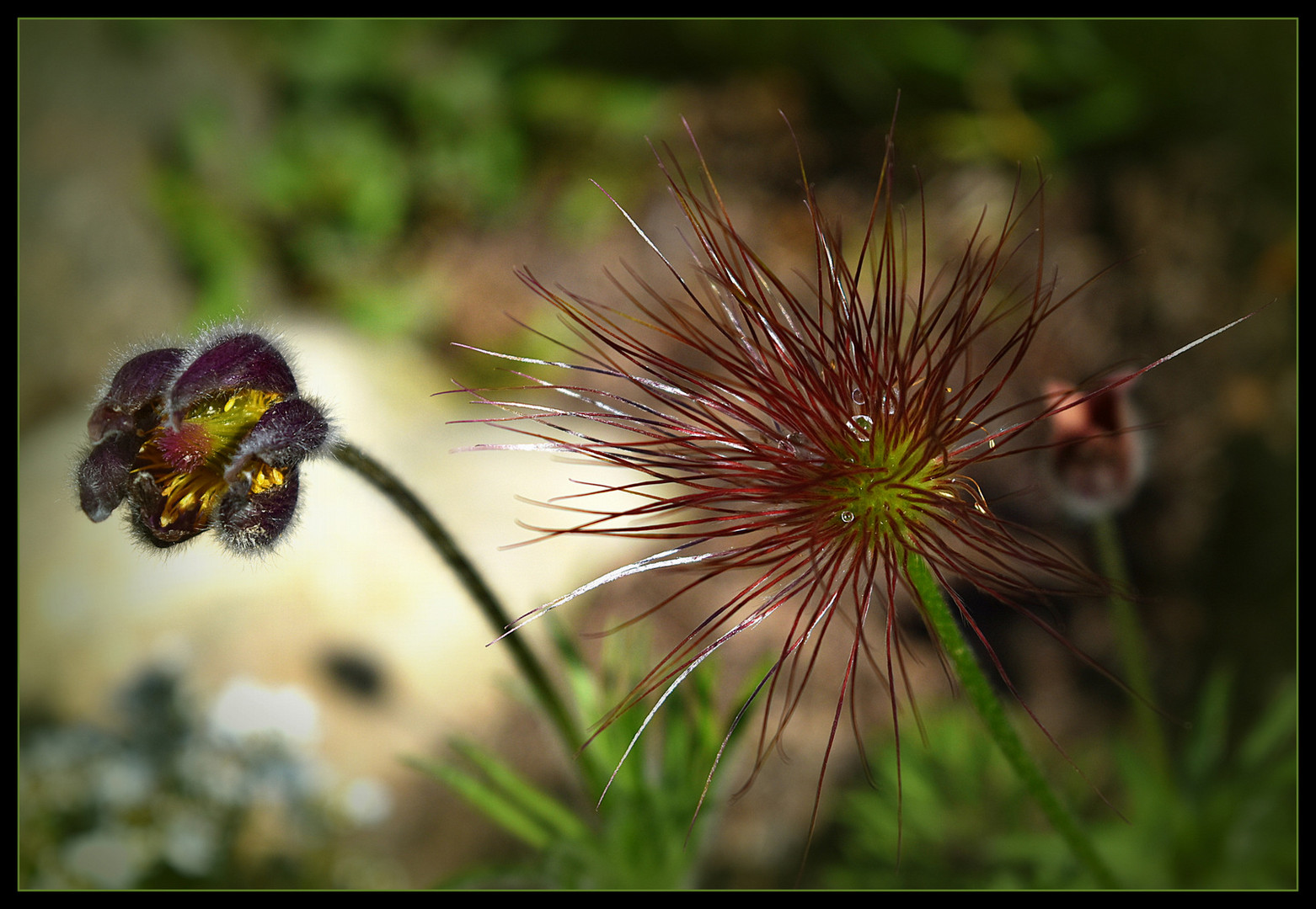 Zwei Stadien der Pulsatilla....