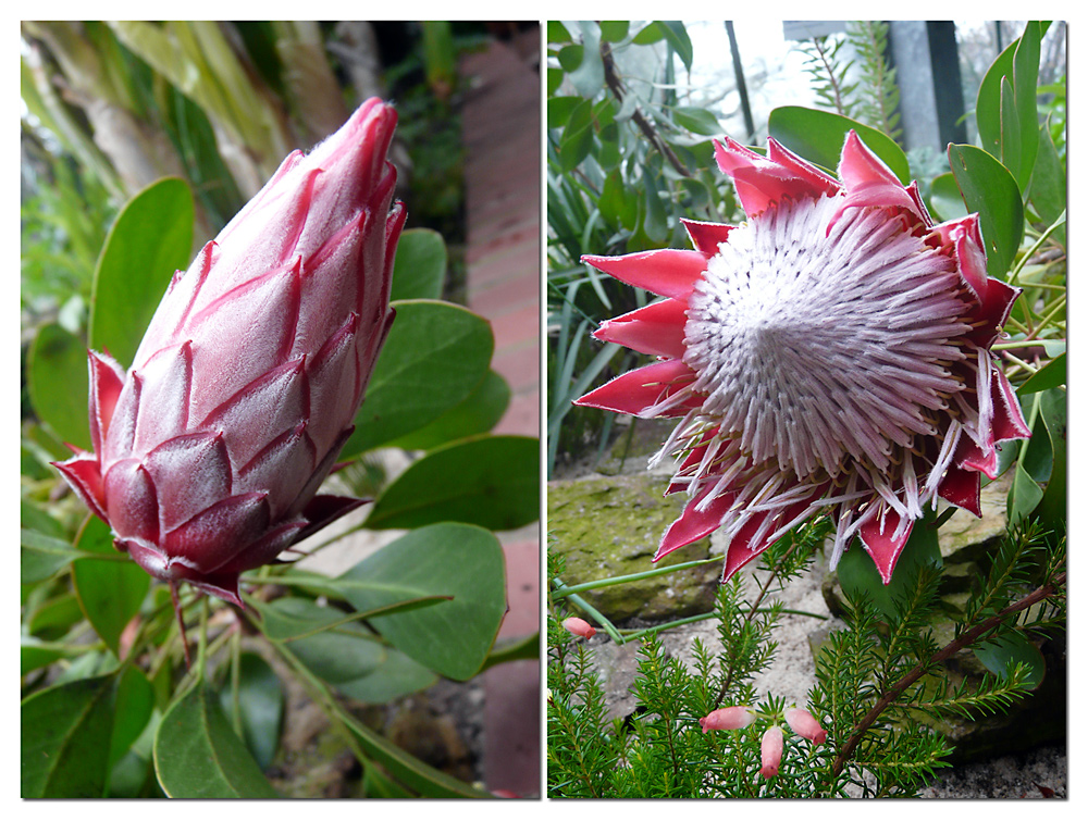 Zwei Stadien einer wunderbaren Blüte - Proteaceae - Die nationale Blume von Südafrika -