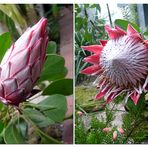 Zwei Stadien einer wunderbaren Blüte - Proteaceae - Die nationale Blume von Südafrika -