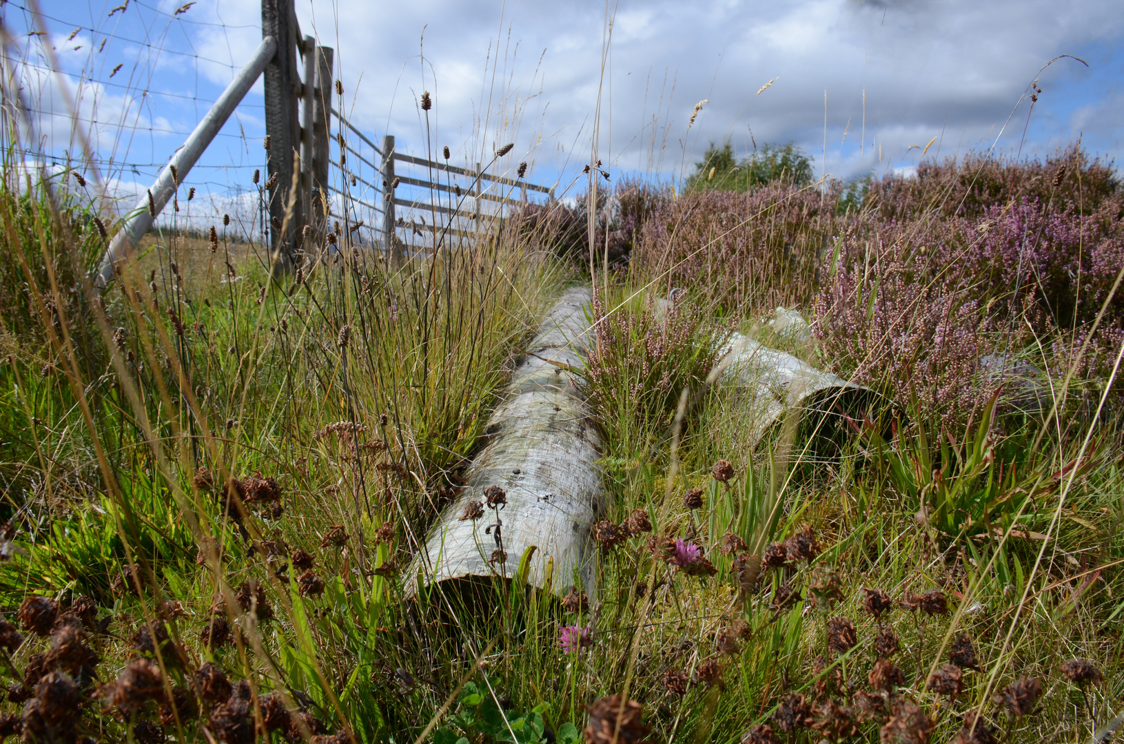 Zwei Stämme im Gras