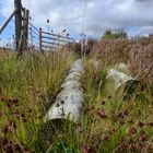 Zwei Stämme im Gras