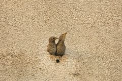 zwei ( Stare im Nest )