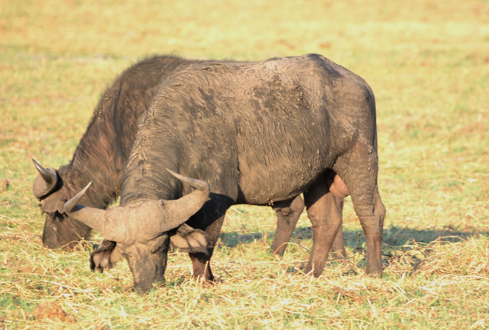 Zwei starke Kaffernbüffel äsen am Chobe