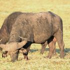 Zwei starke Kaffernbüffel äsen am Chobe