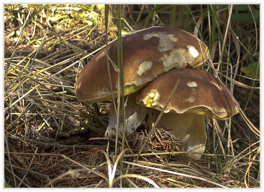 Zwei Steinpilze