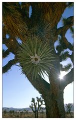 zwei Sterne im Joshua Tree NP