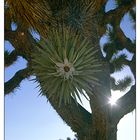 zwei Sterne im Joshua Tree NP