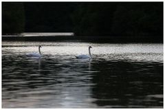 zwei Sterne mit langen Hälsen im Wasser