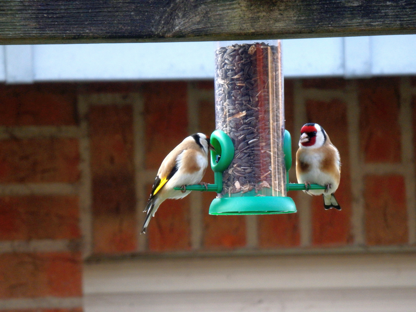 Zwei Stieglitze (Carduelis carduelis) am Futterspender