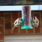 Zwei Stieglitze (Carduelis carduelis) am Futterspender