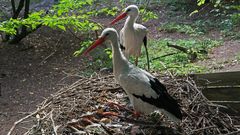 zwei Störche im Nest