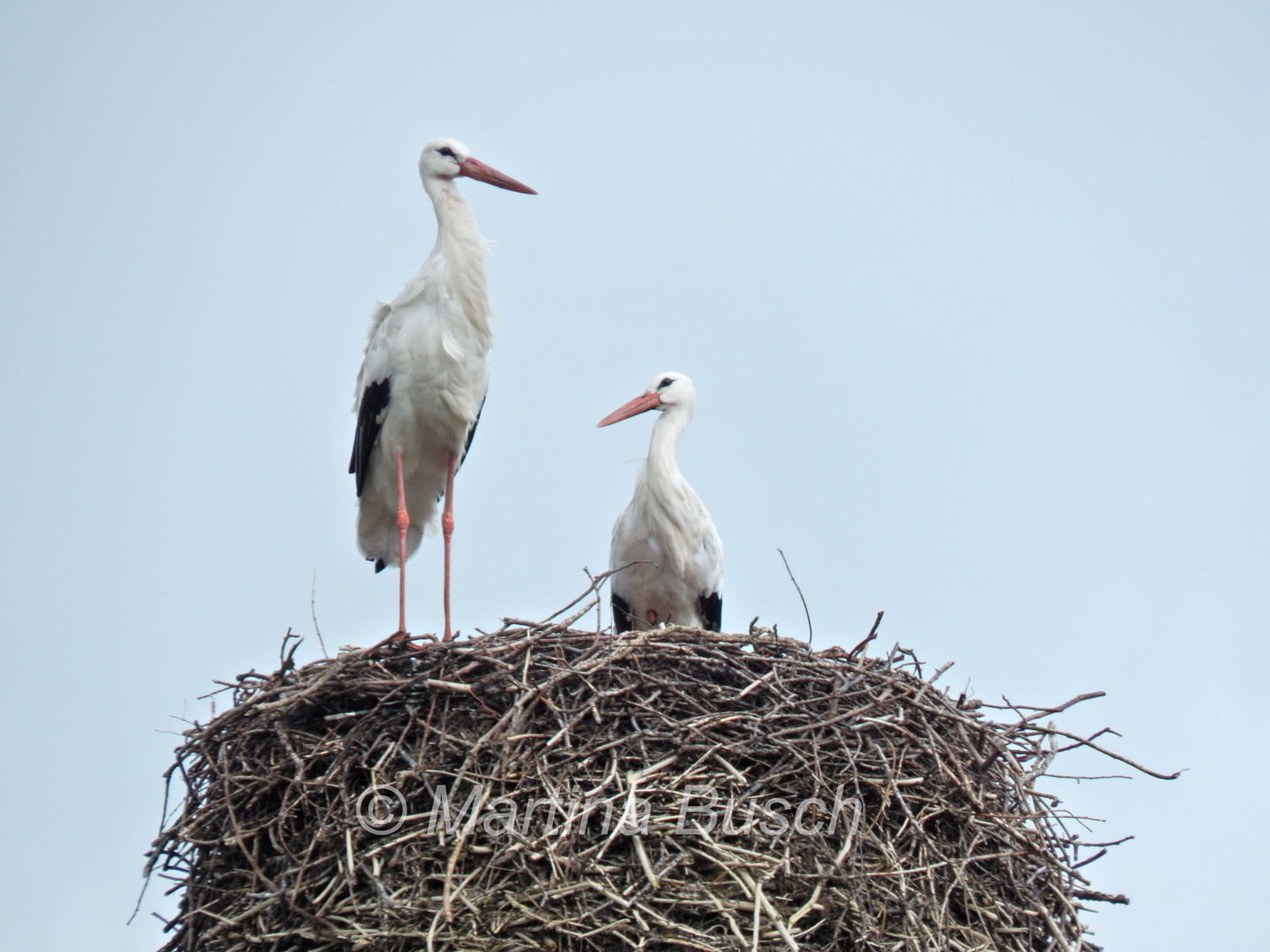 Zwei Störche im Nest