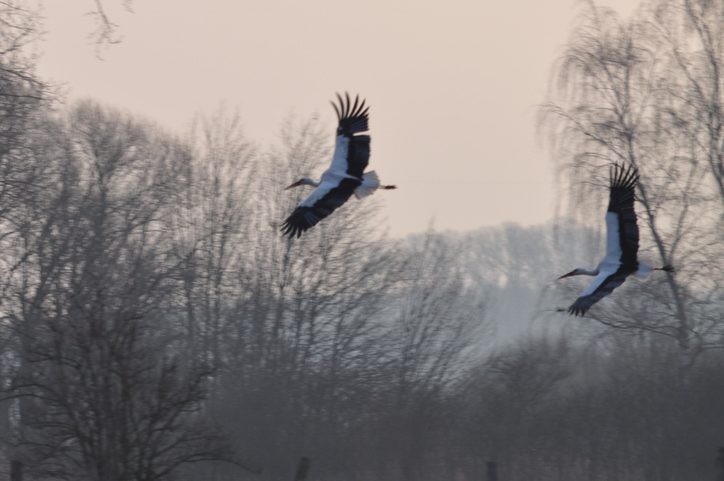 Zwei Störche jagen sich in der Nähe des Horstes