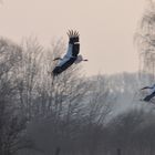 Zwei Störche jagen sich in der Nähe des Horstes