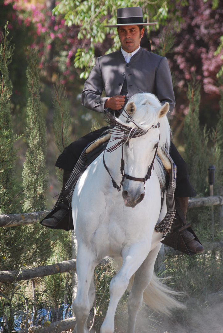 Zwei stolze Andalusier