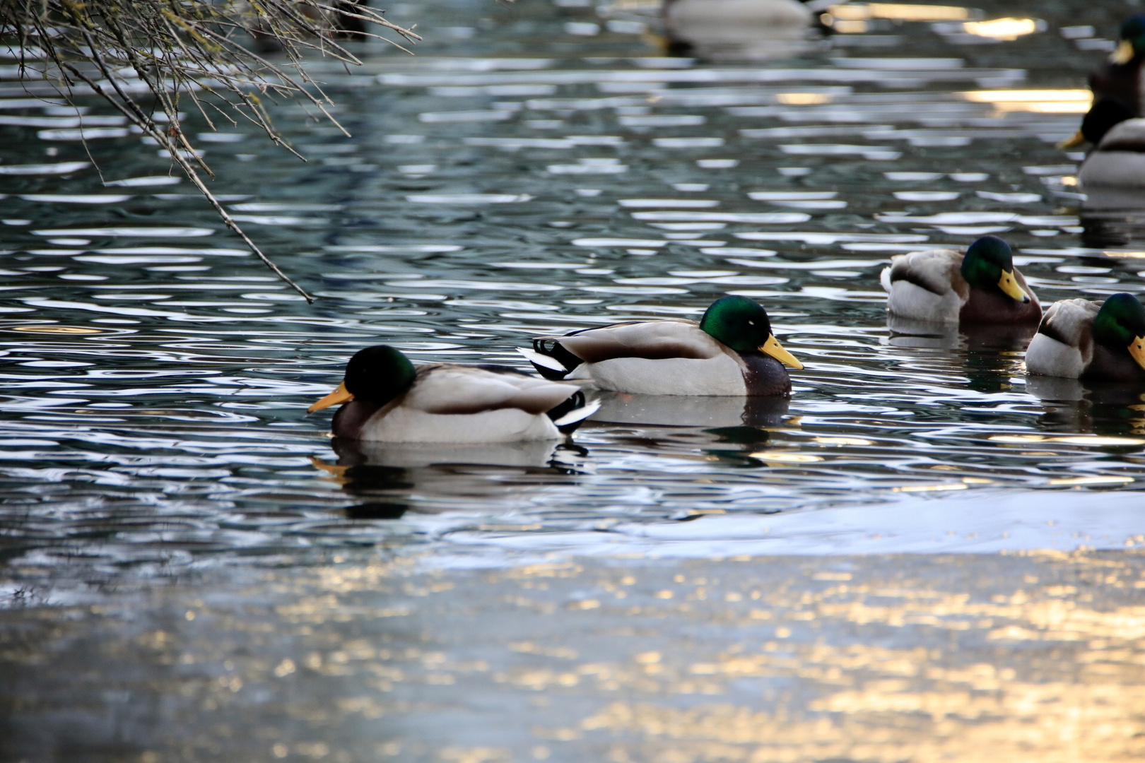 Zwei stolze Stockerpel auf dem Winterteich