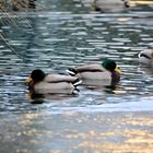 Zwei stolze Stockerpel auf dem Winterteich