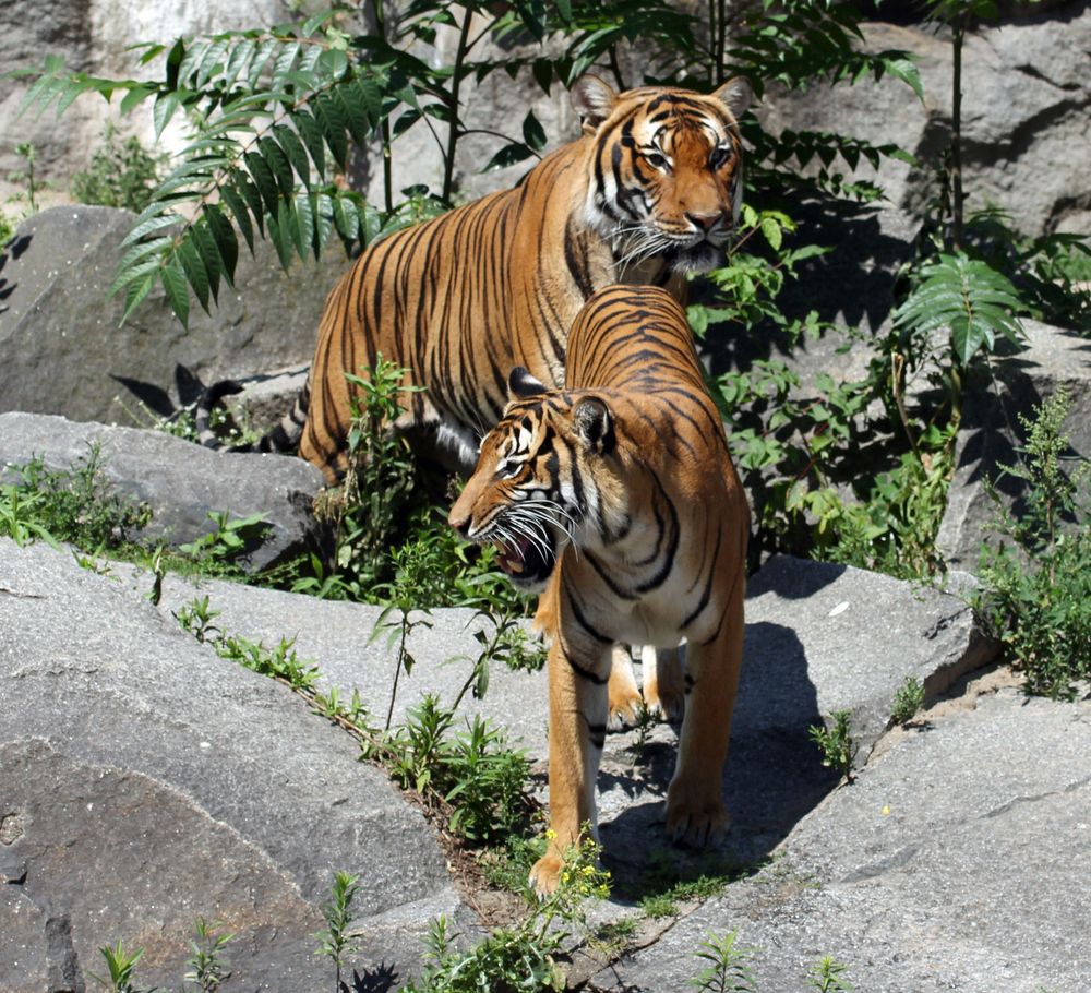 Zwei stolze Tiger