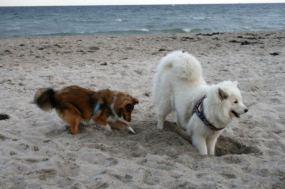 Zwei Strandschönheiten