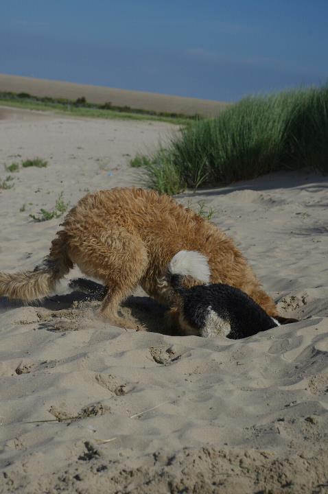 Zwei Straußen am Strand *g*