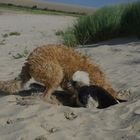 Zwei Straußen am Strand *g*