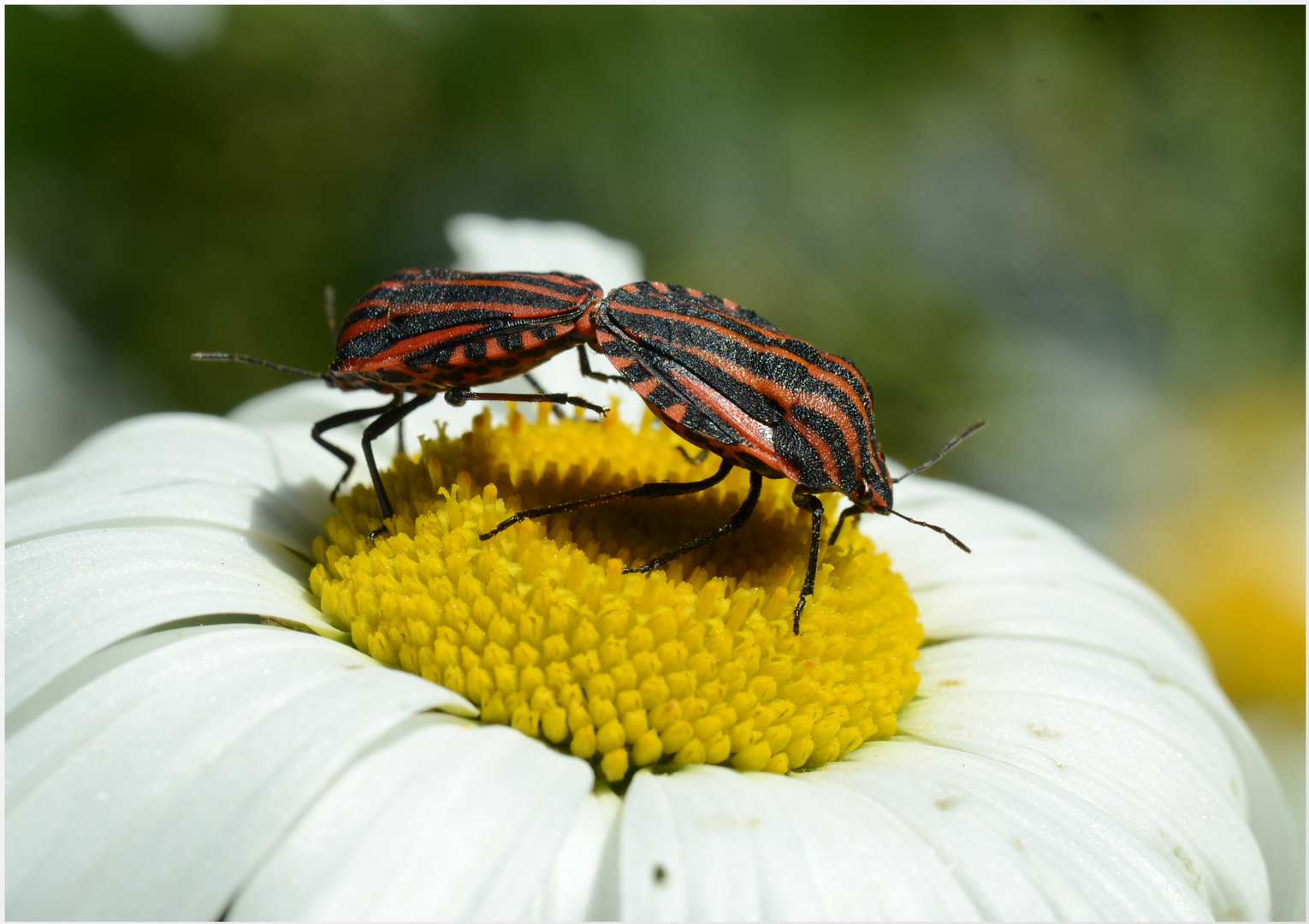 zwei Streifenwanzen auf einer Margeritenblüte