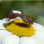 zwei Streifenwanzen auf einer Margeritenblüte