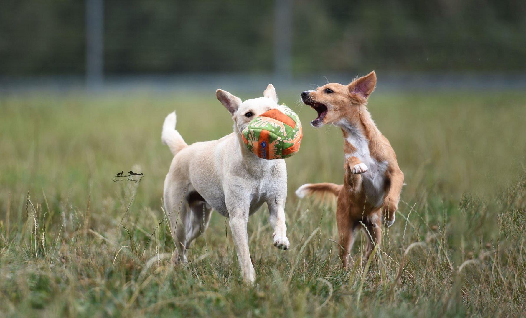 zwei süße Chaoten und ein Ball :-)