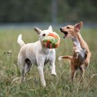 zwei süße Chaoten und ein Ball :-)