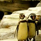 Zwei süße Pinguine posen für die Kamera :D