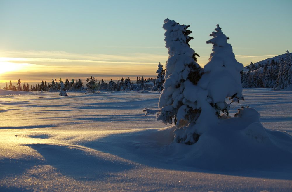 Zwei Tannen im Schnee