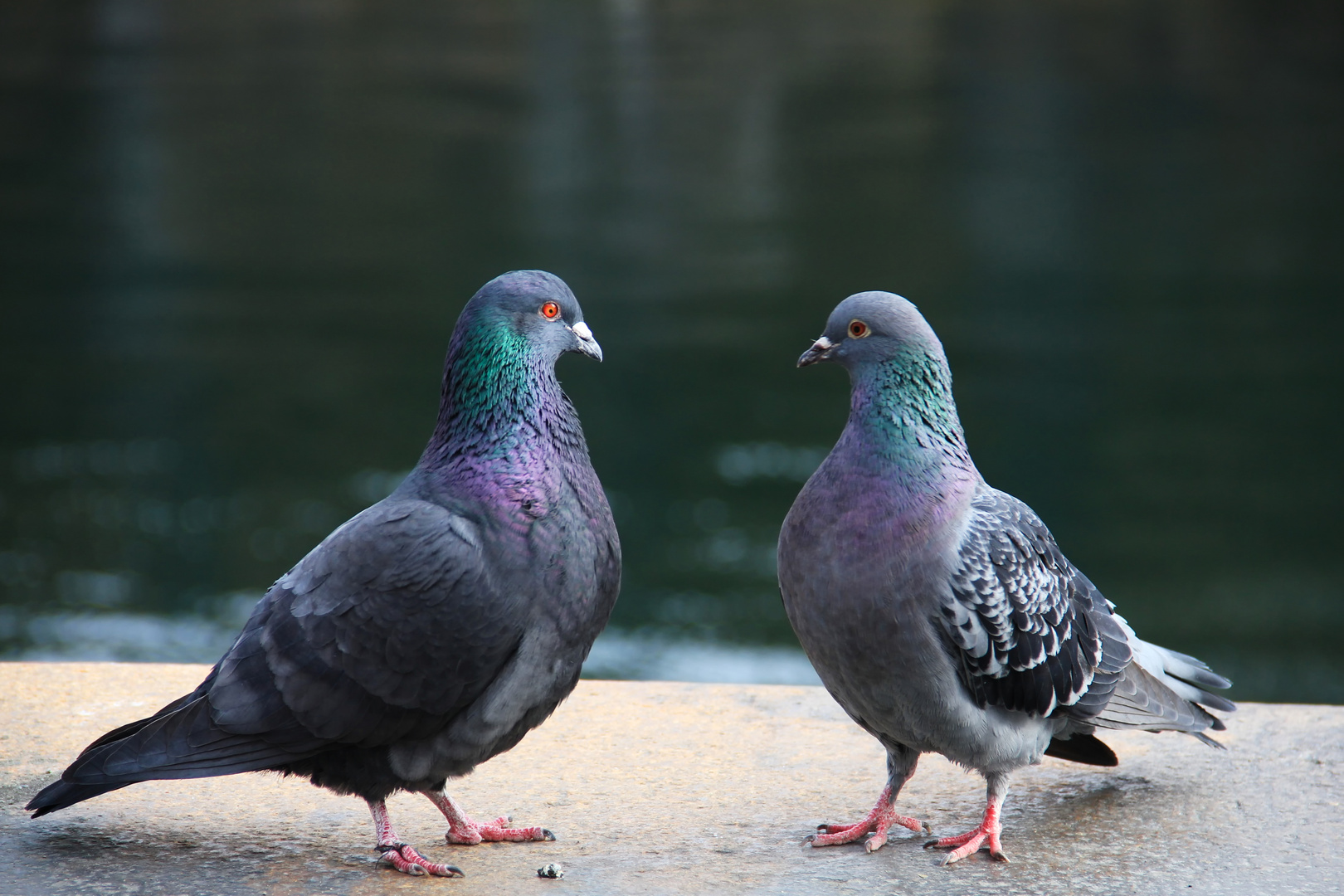 Zwei Tauben Foto & Bild tiere, tierfreundschaften, farbe Bilder auf Zwei Tauben Foto & Bild tiere, tierfreundschaften, farbe Bilder auf