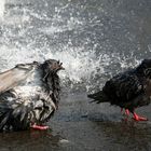 Zwei Tauben erfrischen sich