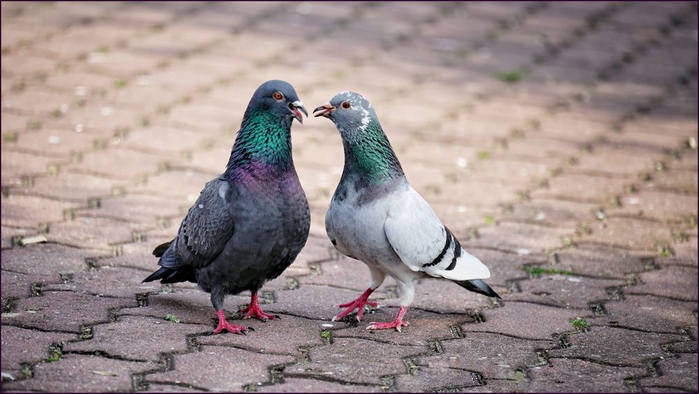 zwei Tauben im Gespräch Foto & Bild tiere, wildlife, wild lebende