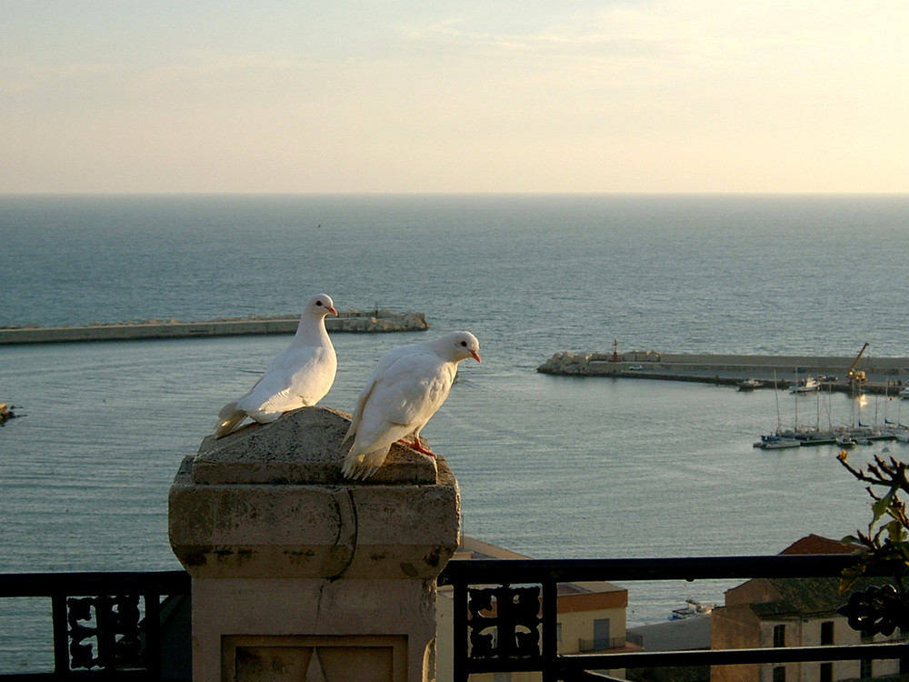 Zwei Tauben (Sciacca)