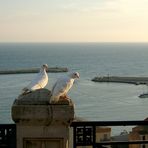 Zwei Tauben (Sciacca)